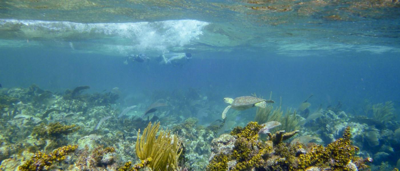 Snorkeling in 伯利兹 with Sea Turtle