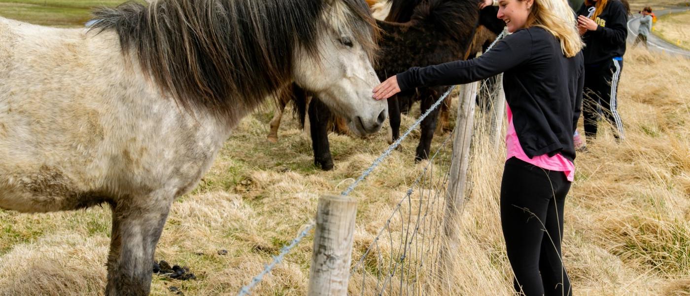 学生 petting horses while on travel course to 冰岛