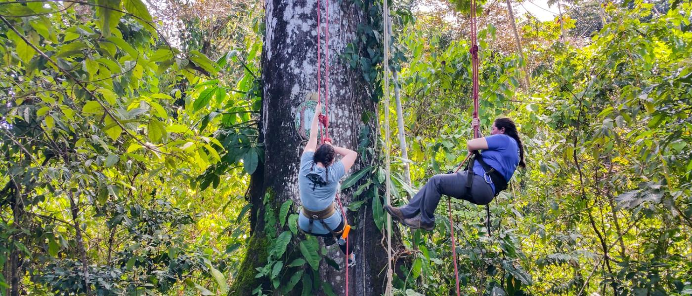 Tree Climibing in the Rainforest 巴拿马